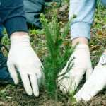 FIS proveo akciju pošumljavanja „Zeleno srce Ambyente“